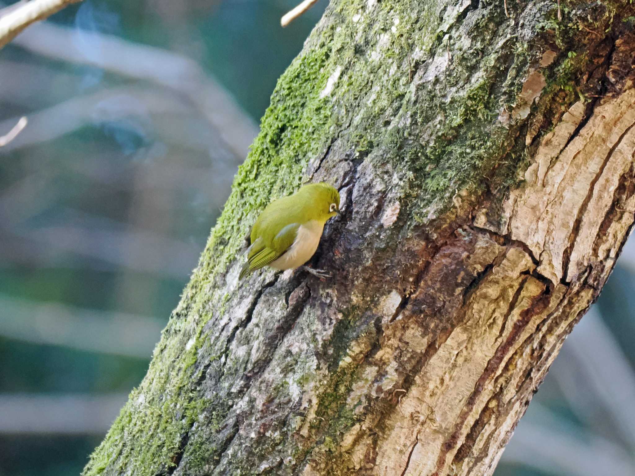 Warbling White-eye