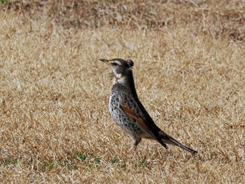 Dusky Thrush 千葉市泉自然公園 Wed, 2/7/2024