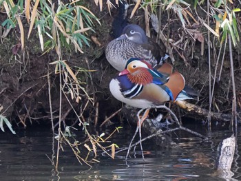 Wed, 2/7/2024 Birding report at 千葉市泉自然公園