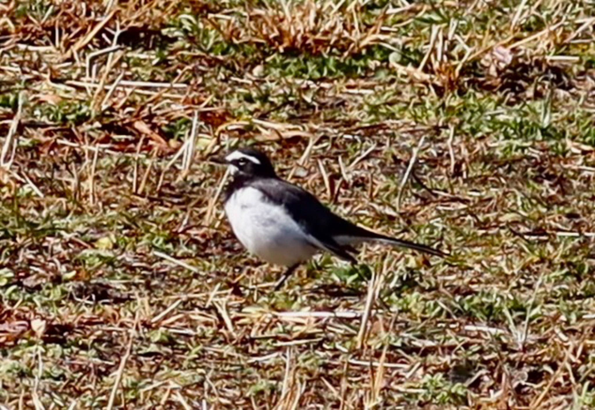 Japanese Wagtail