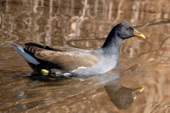 Common Moorhen 鶴沼公園 Wed, 2/7/2024