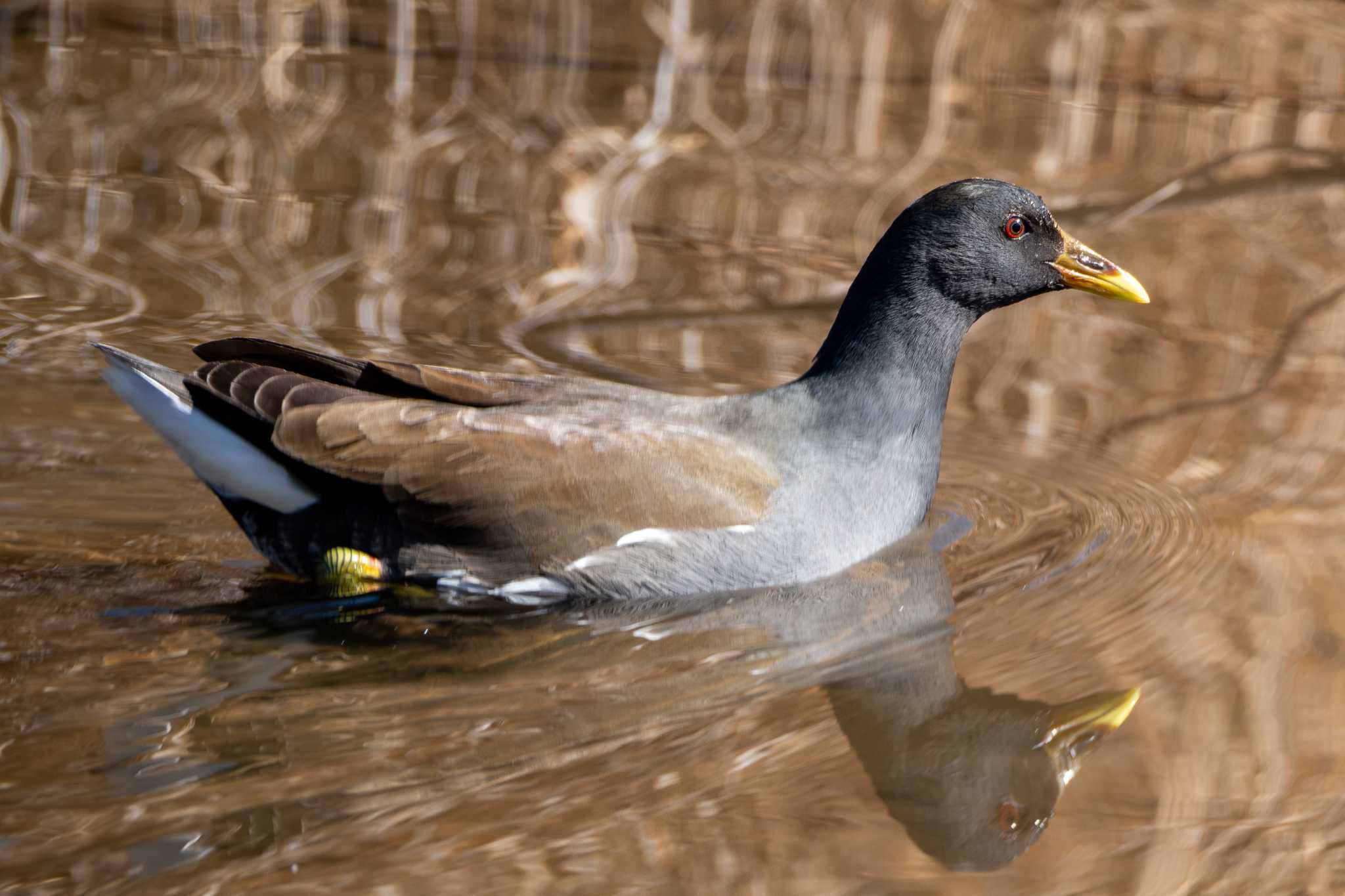 Common Moorhen