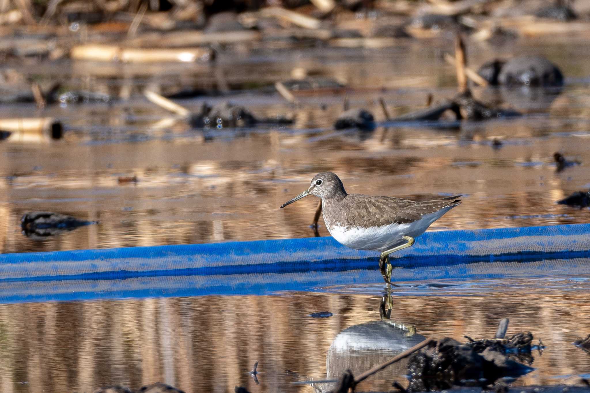 Green Sandpiper