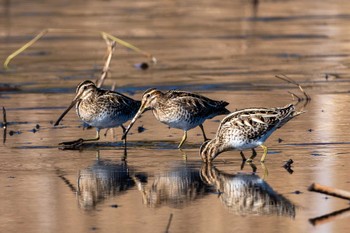 Common Snipe 鶴沼公園 Wed, 2/7/2024