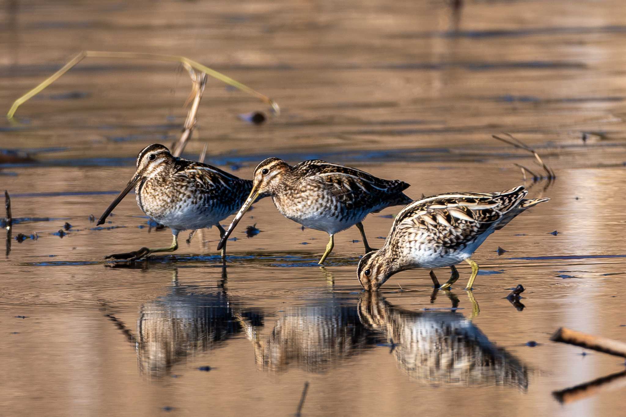 Photo of Common Snipe at 鶴沼公園 by MNB EBSW