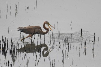 ムラサキサギ Sungei Buloh Wetland Reserve 2018年11月10日(土)