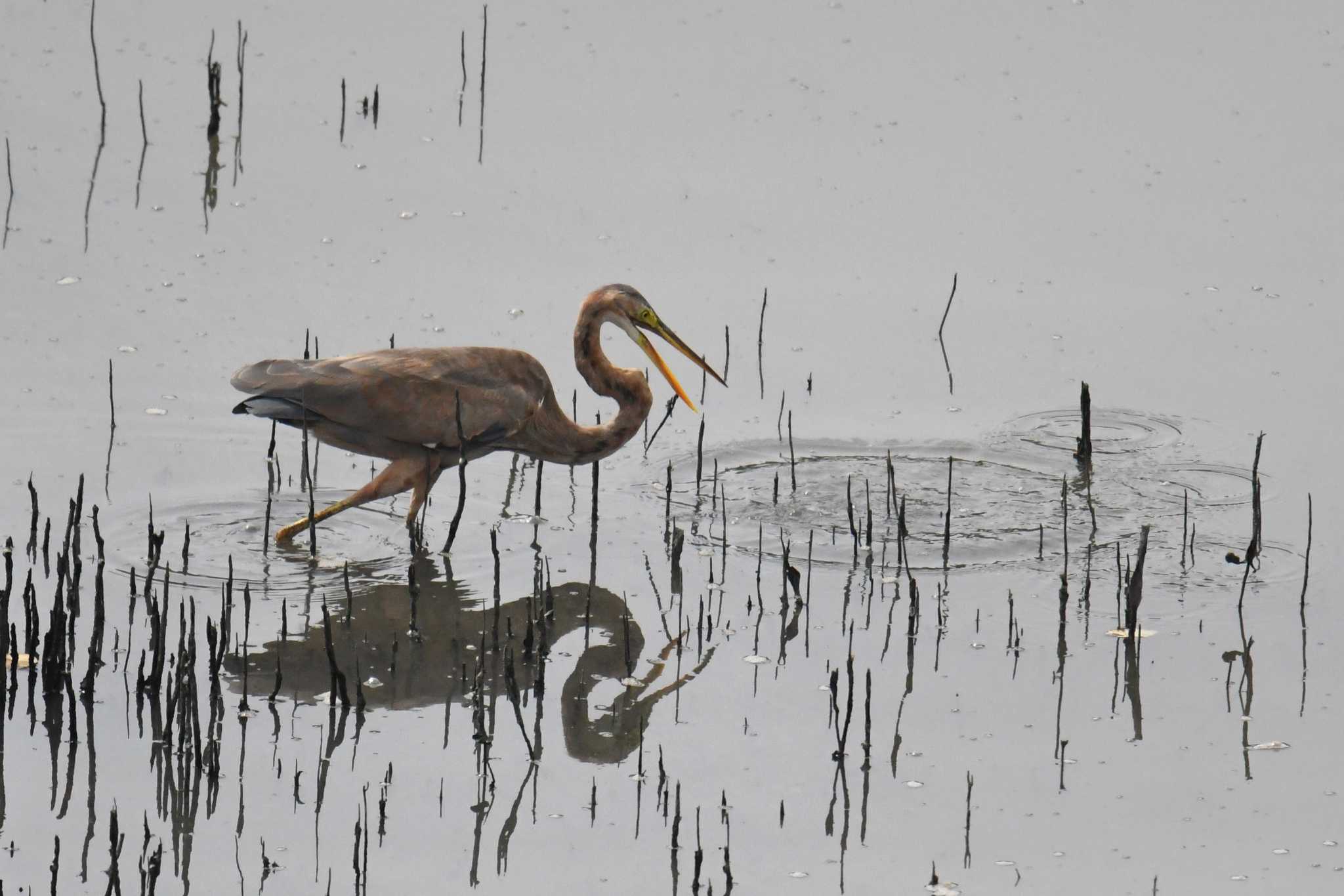 Purple Heron