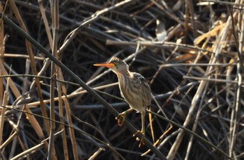 Yellow Bittern 境川遊水地公園 Wed, 2/7/2024