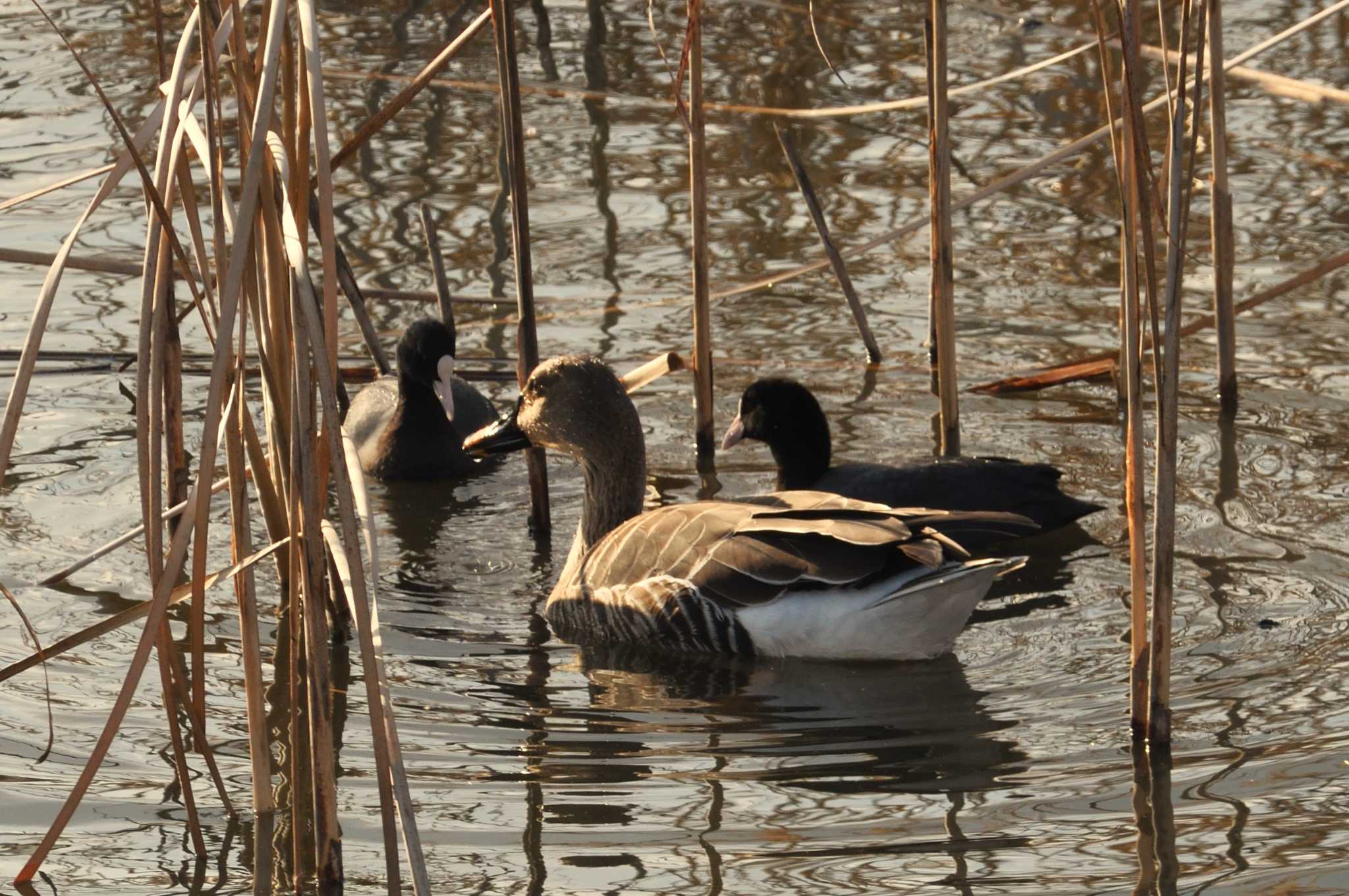 Taiga Bean Goose