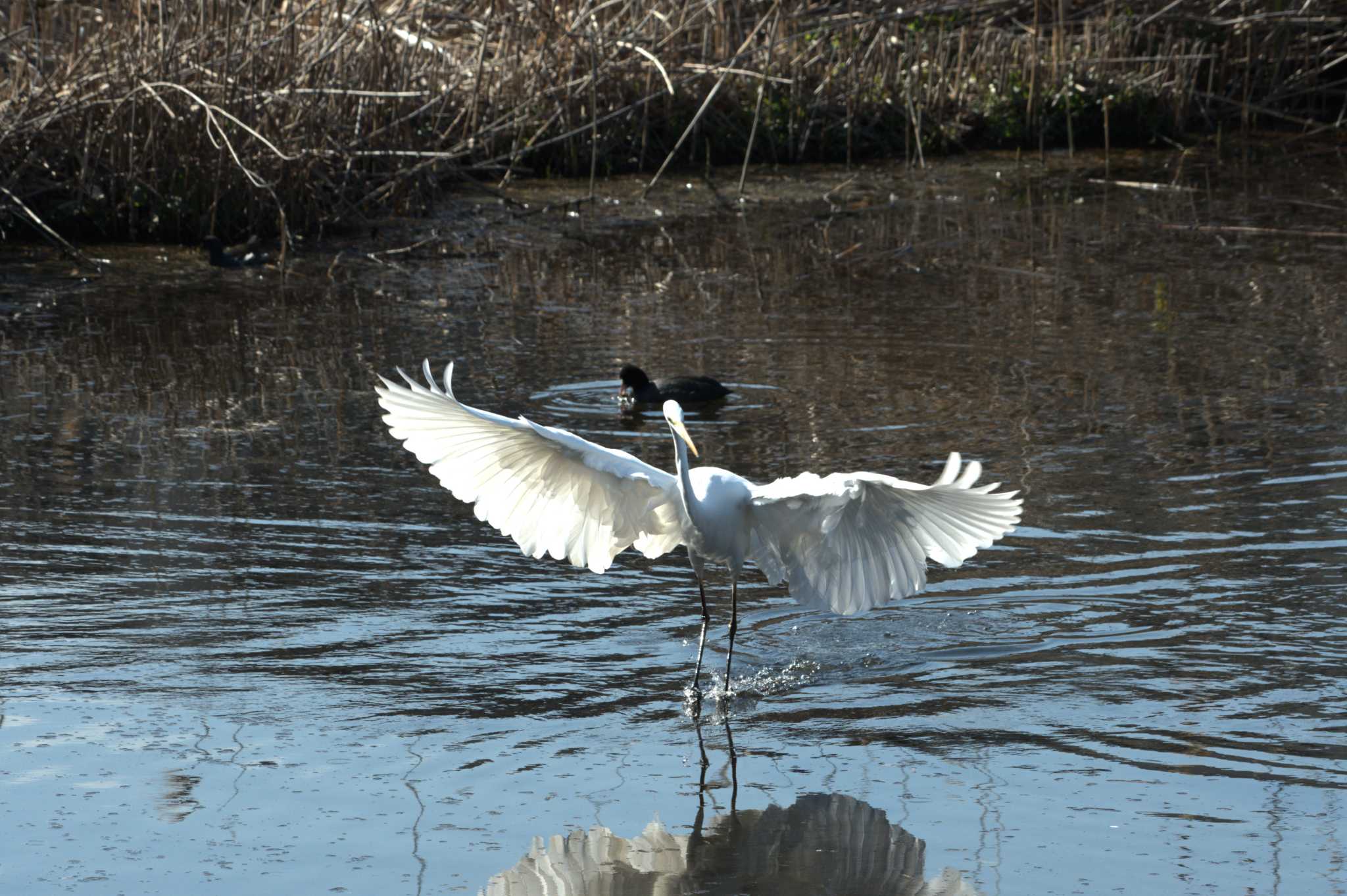 Great Egret