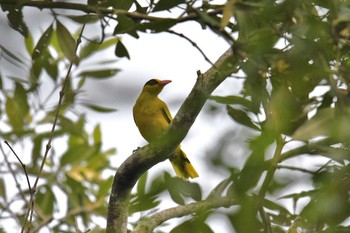 コウライウグイス Sungei Buloh Wetland Reserve 2018年11月10日(土)