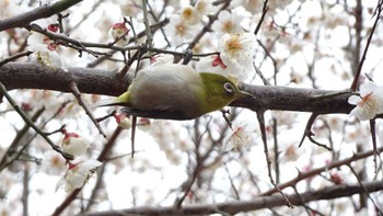 メジロ 舎人公園 2024年2月4日(日)