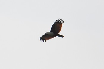 シロガシラトビ Sungei Buloh Wetland Reserve 2018年11月10日(土)