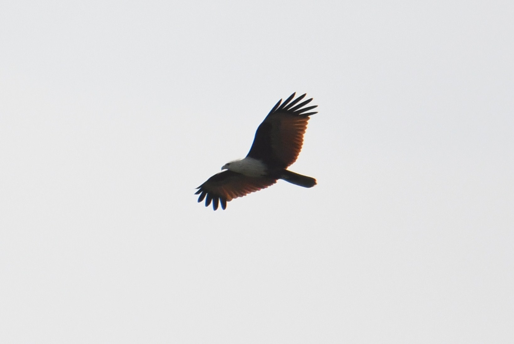 Brahminy Kite