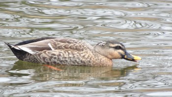 Domestic duck Toneri Park Sun, 2/4/2024