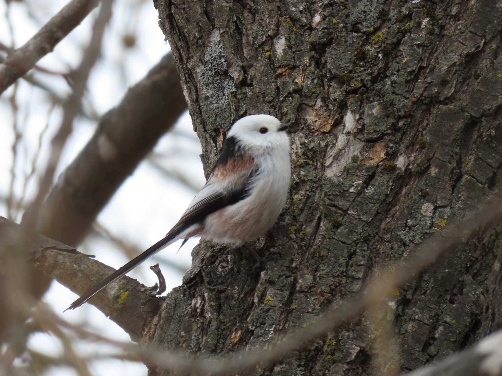 Long-tailed tit(japonicus)