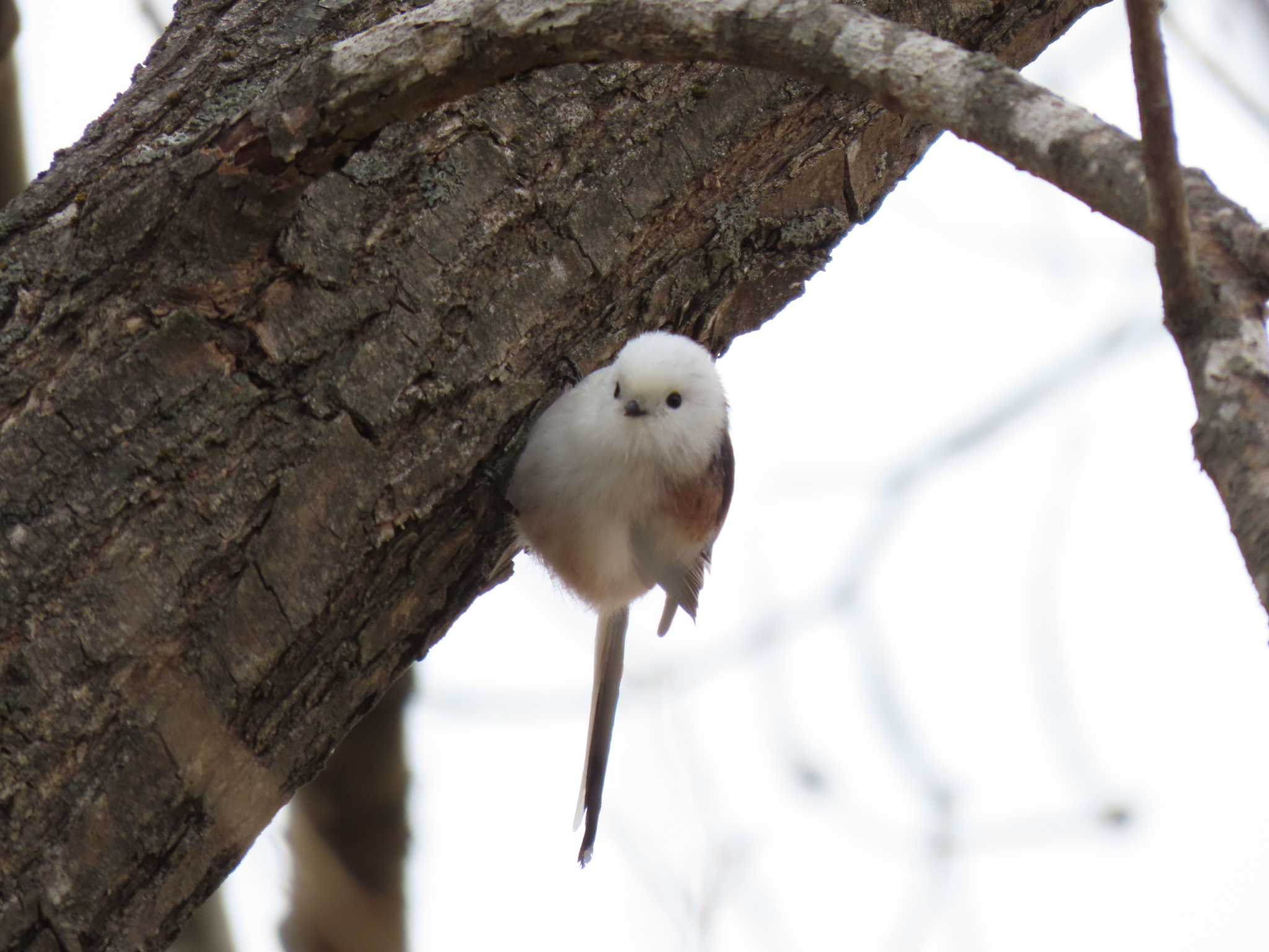 Long-tailed tit(japonicus)