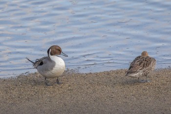 Northern Pintail 島田川河口(山口県) Tue, 2/6/2024