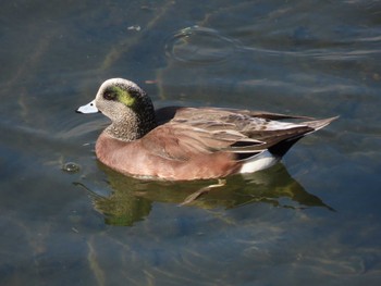 American Wigeon 大阪府高槻市 Mon, 1/1/2024