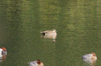 2024年2月3日(土) 新池(各務ヶ原市)の野鳥観察記録