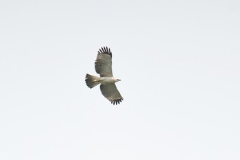 Changeable Hawk-Eagle Sungei Buloh Wetland Reserve Sat, 11/10/2018