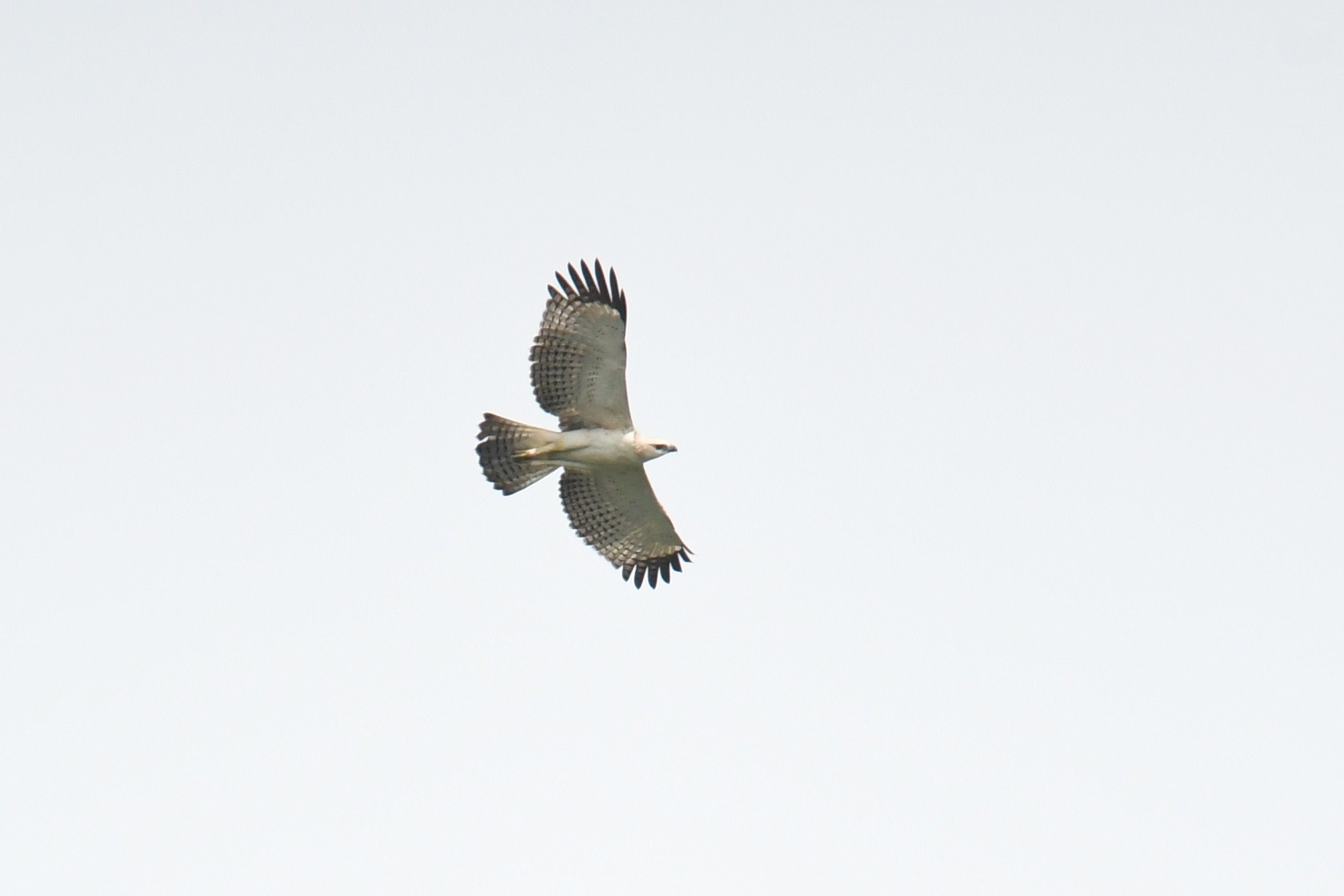 Changeable Hawk-Eagle