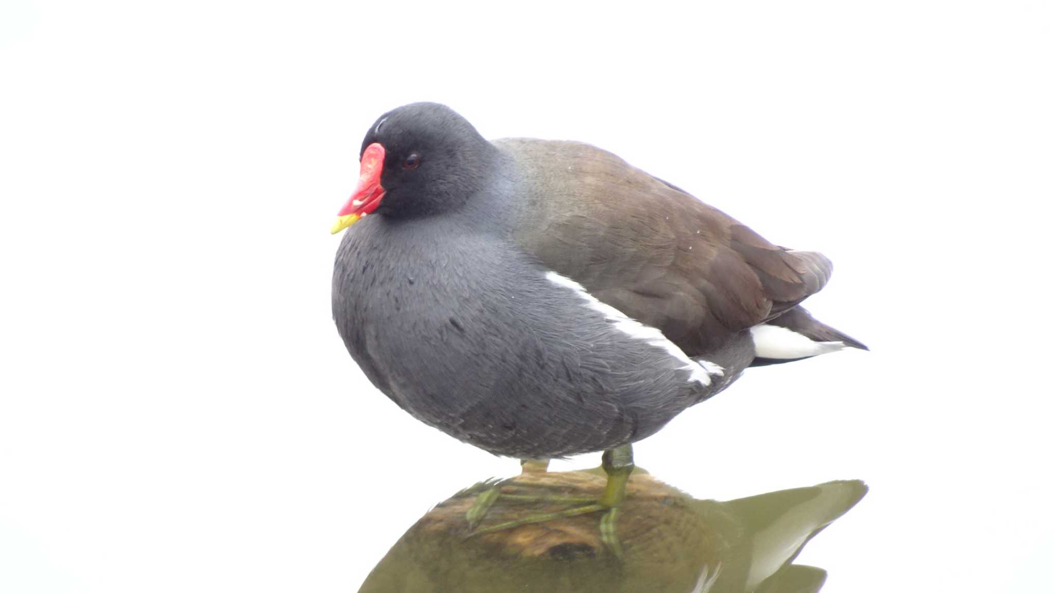 Common Moorhen