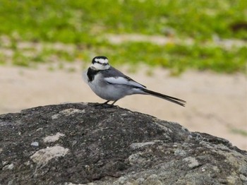 White Wagtail 大瀬海岸(奄美大島) Sun, 1/21/2024