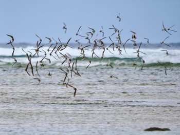 Siberian Sand Plover 大瀬海岸(奄美大島) Sun, 1/21/2024