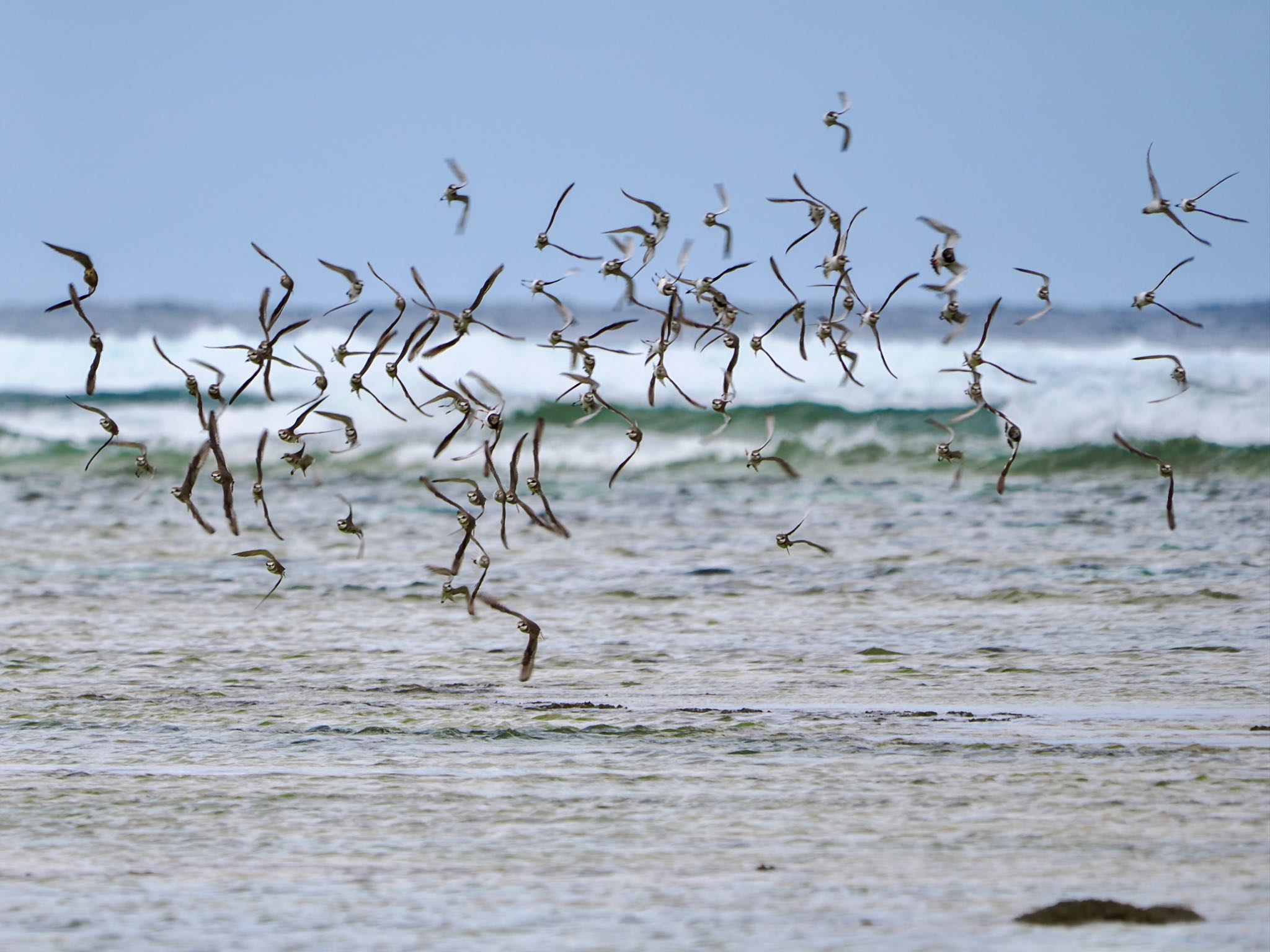 Siberian Sand Plover