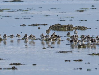 Pacific Golden Plover 大瀬海岸(奄美大島) Sun, 1/21/2024