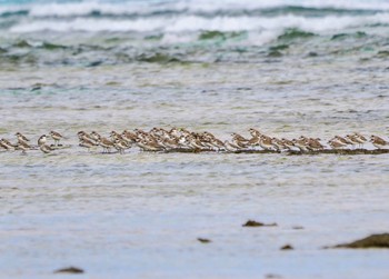 Siberian Sand Plover 大瀬海岸(奄美大島) Sun, 1/21/2024