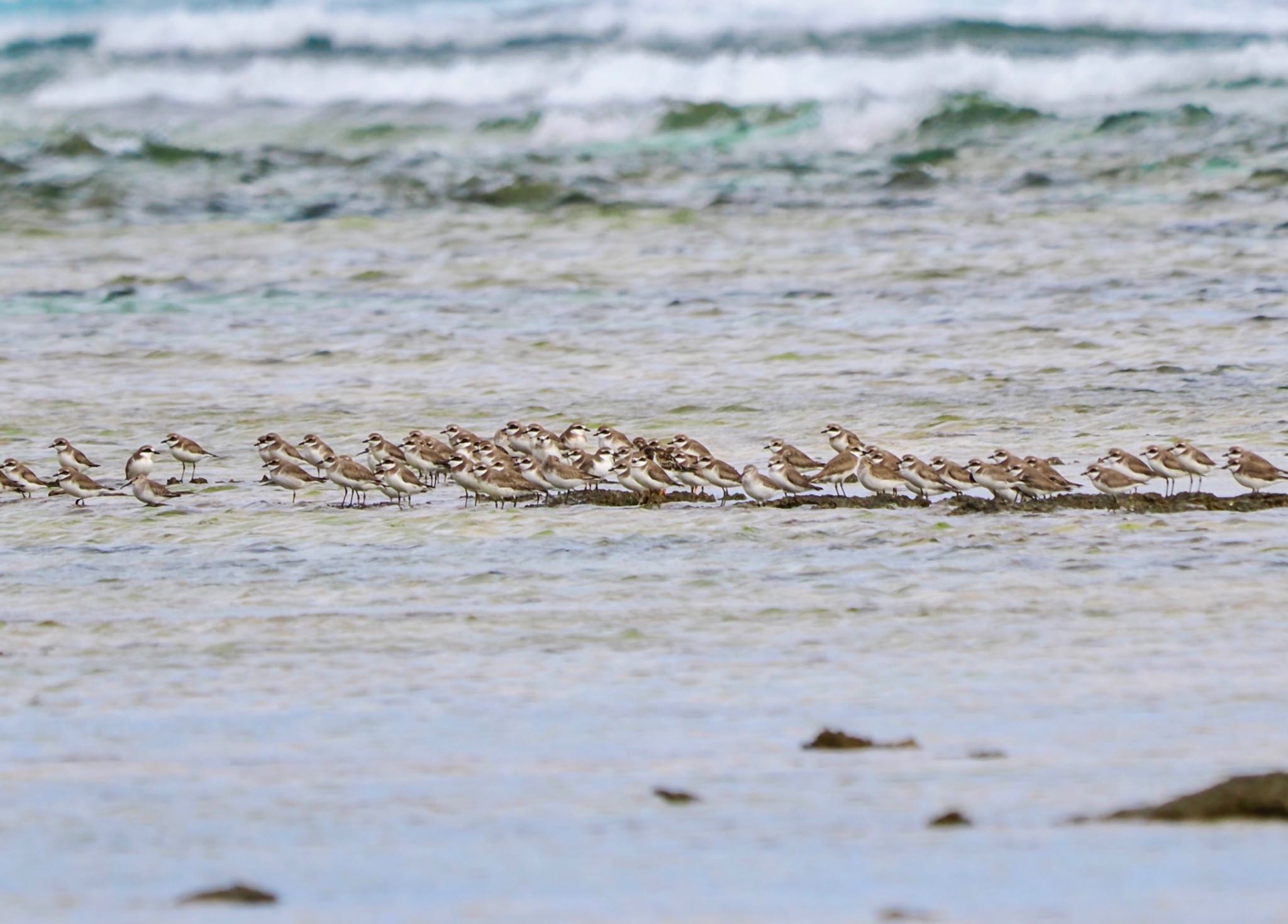 Siberian Sand Plover