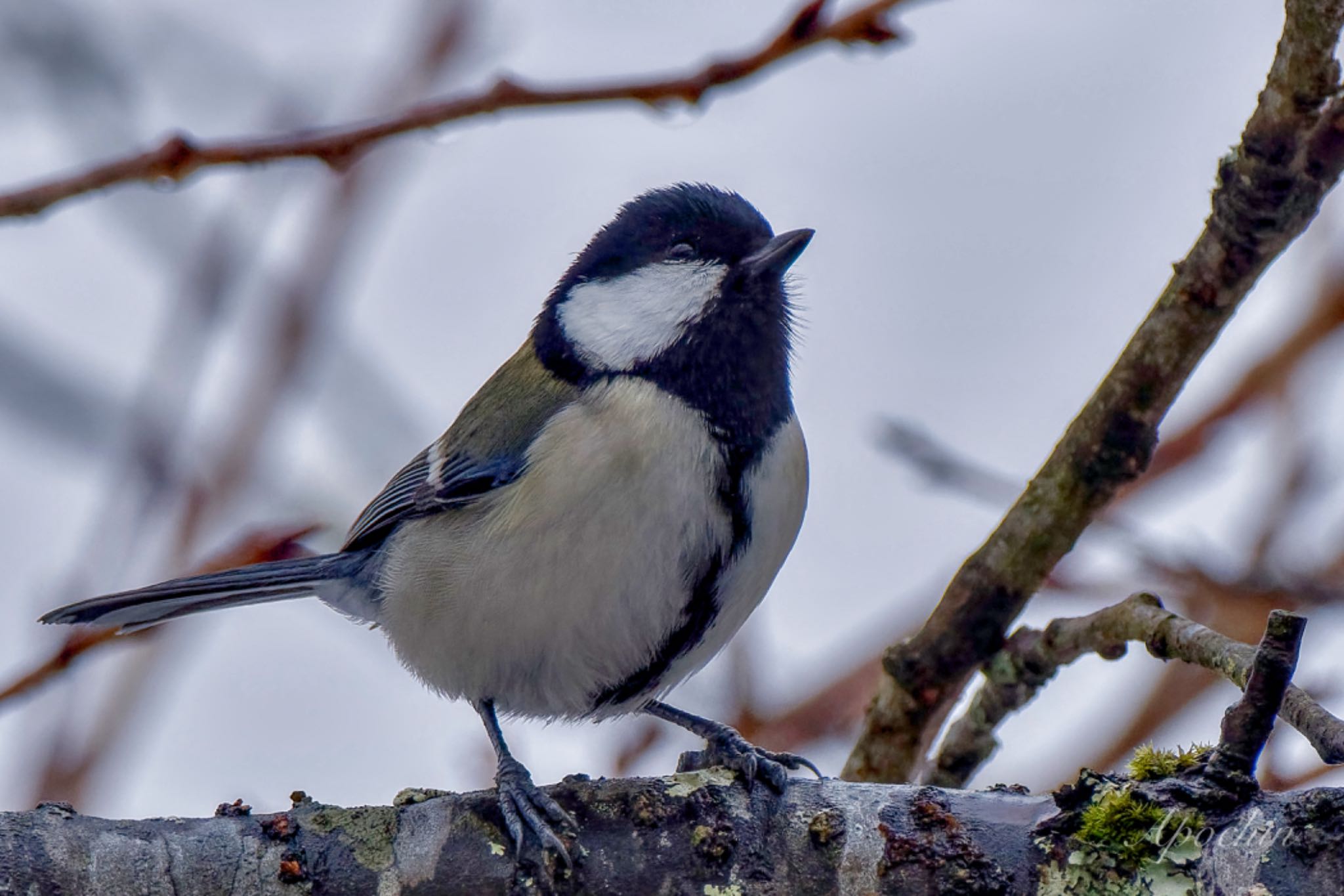 Japanese Tit