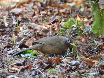 Chinese Hwamei 庚申山総合公園 Sat, 12/9/2023