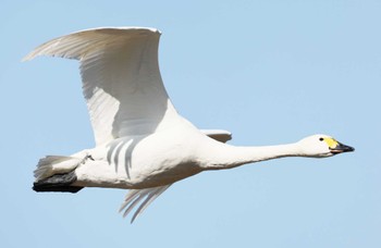 Tundra Swan 滋賀県湖北 Sat, 2/3/2024