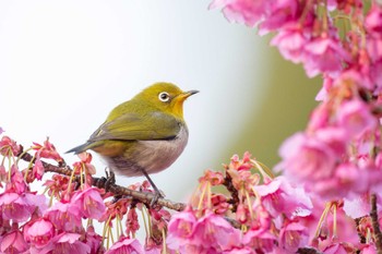 2024年2月7日(水) 荏原神社の野鳥観察記録