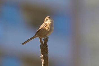 Bull-headed Shrike 多摩川河川敷 Sat, 1/27/2024