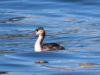 Great Crested Grebe 東京湾 Wed, 2/7/2024