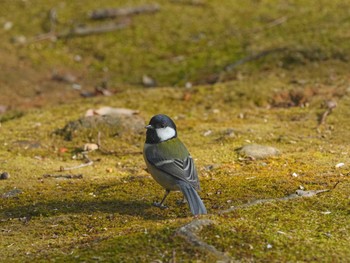 シジュウカラ 佐鳴湖 2024年2月7日(水)