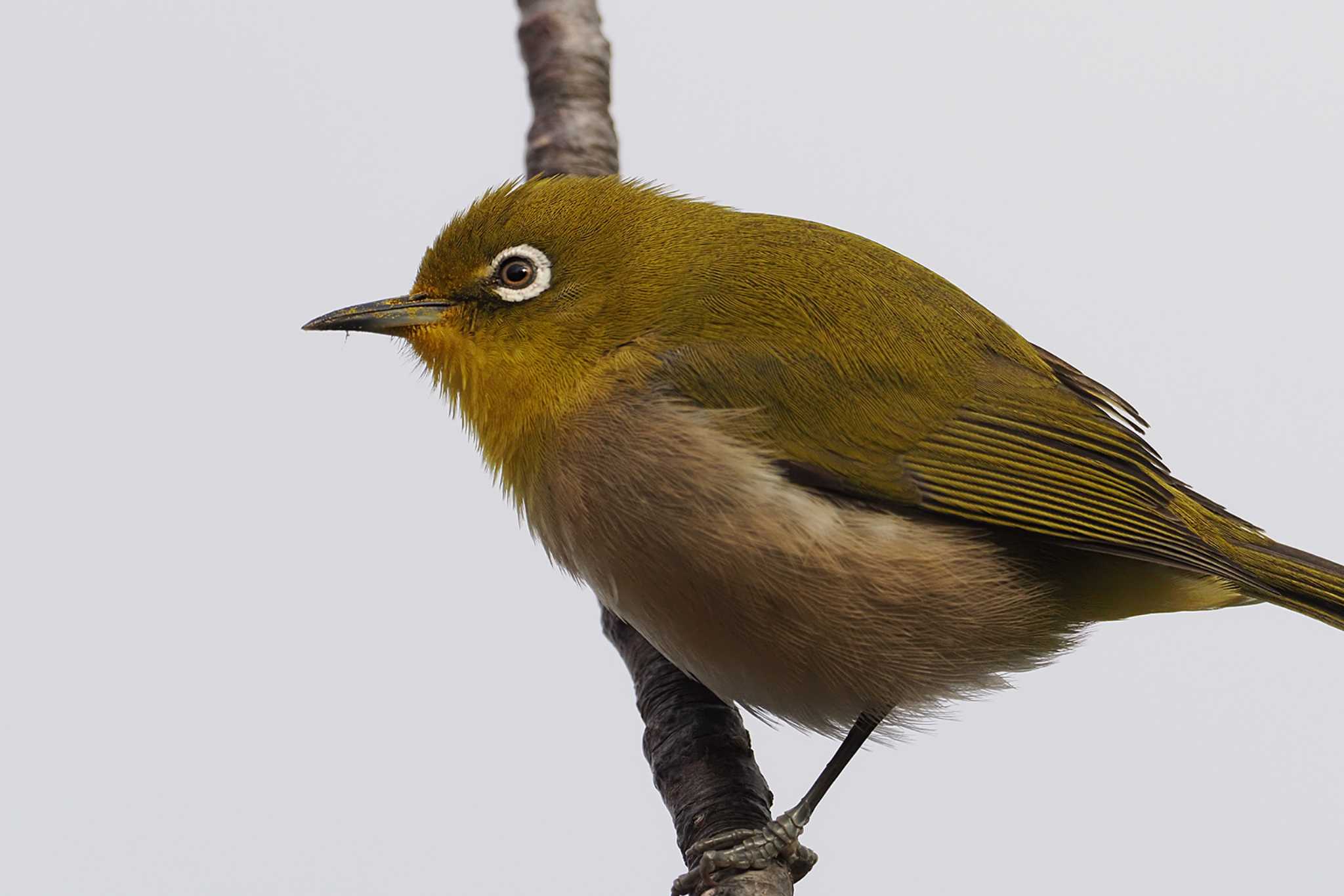 Warbling White-eye