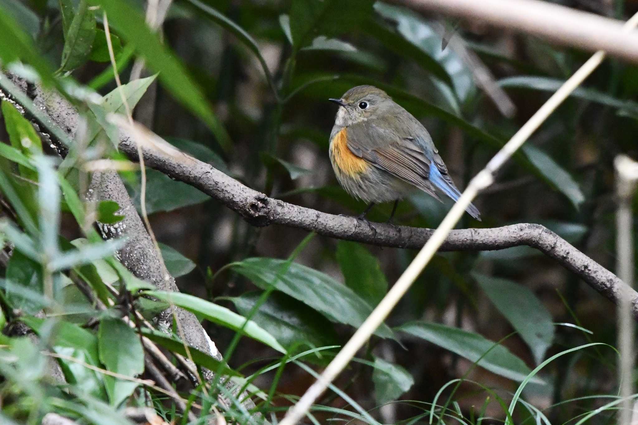 Photo of Red-flanked Bluetail at Akigase Park by geto