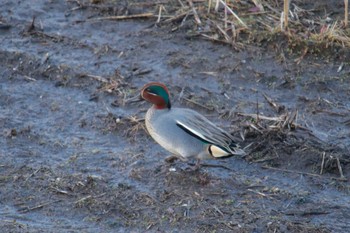 Eurasian Teal 家の近所 Wed, 2/7/2024