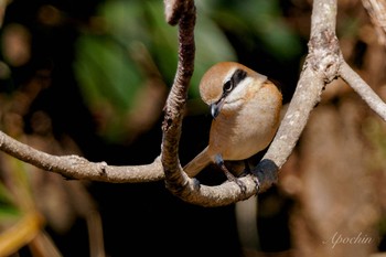 Bull-headed Shrike 小網代の森 Sat, 2/3/2024