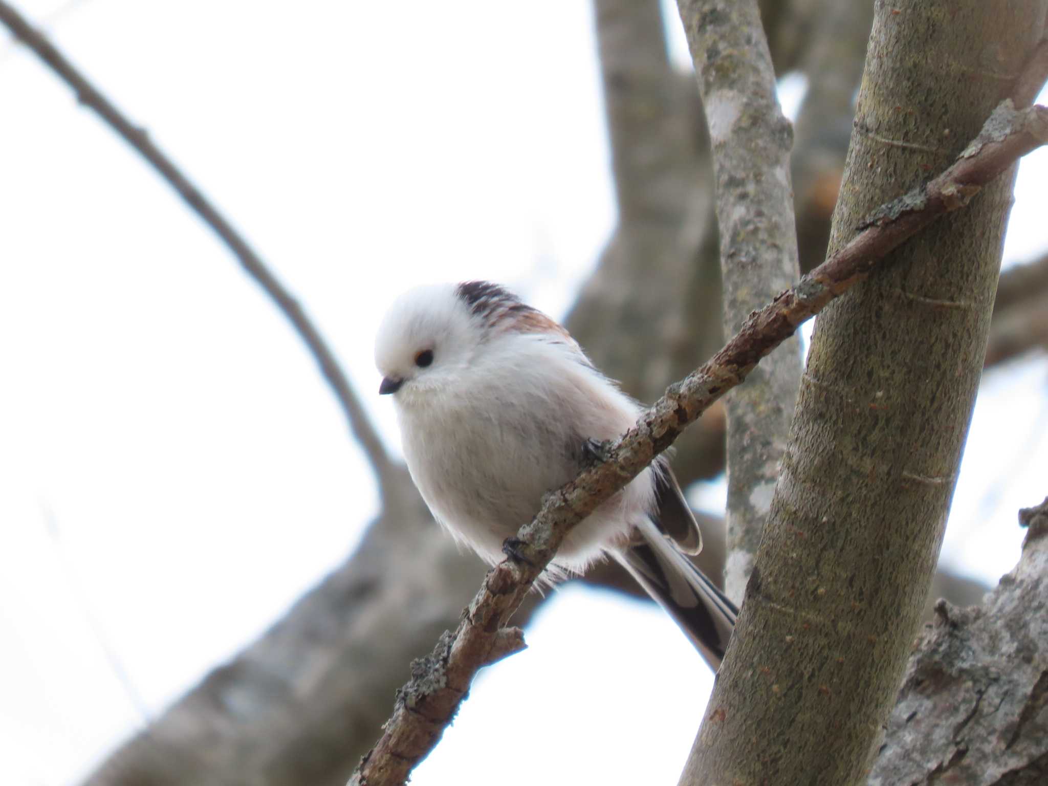 Long-tailed tit(japonicus)