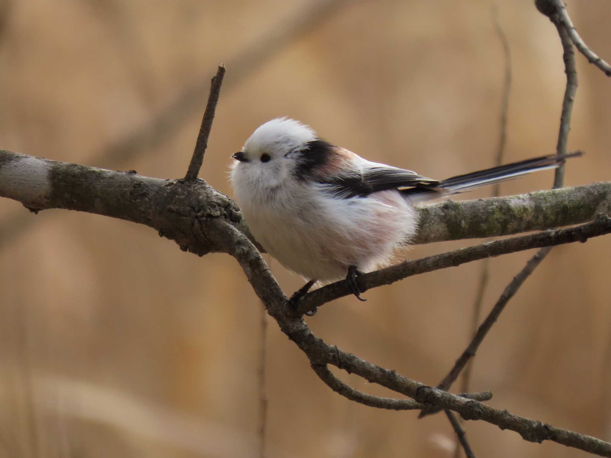 Long-tailed tit(japonicus)