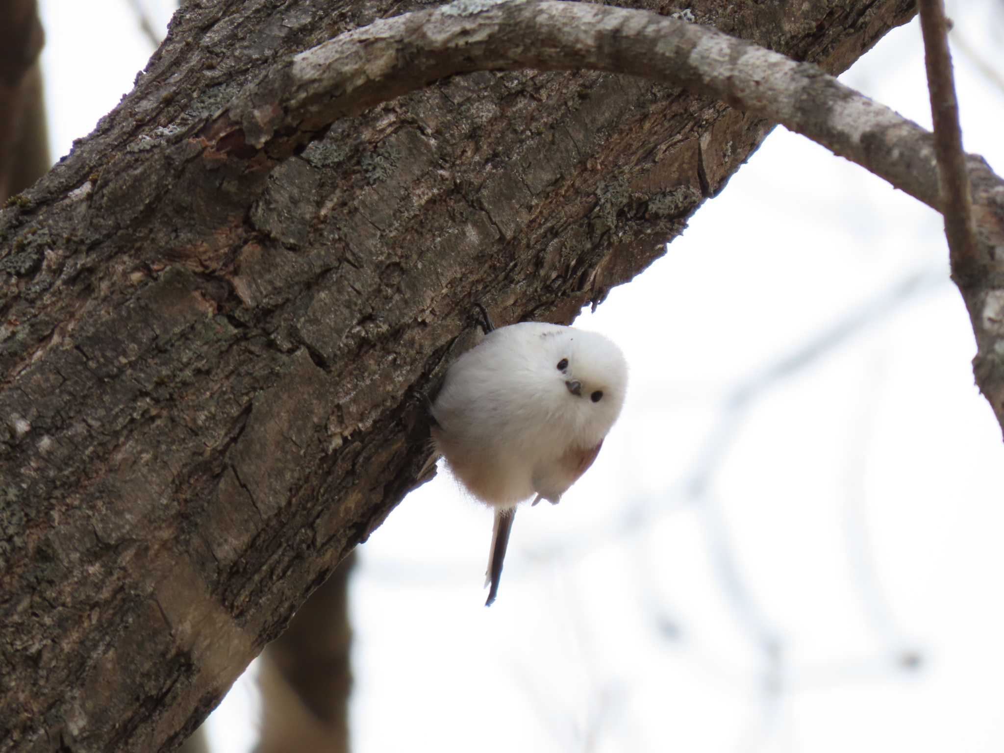 Long-tailed tit(japonicus)