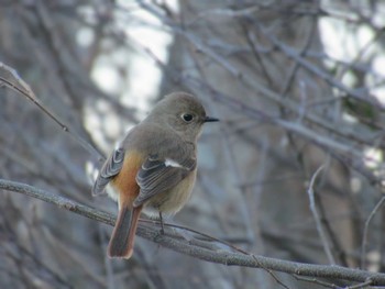 2024年2月7日(水) 神奈川県横浜市の野鳥観察記録