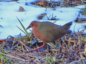 Wed, 2/7/2024 Birding report at Maioka Park