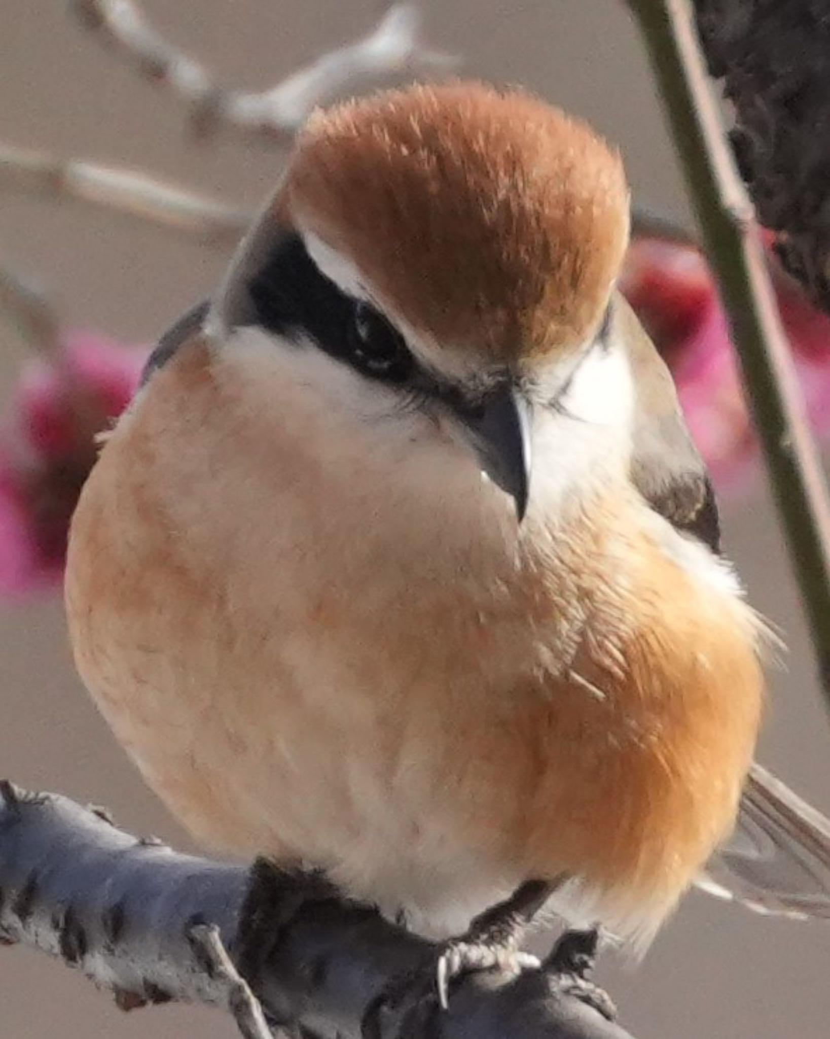 Bull-headed Shrike